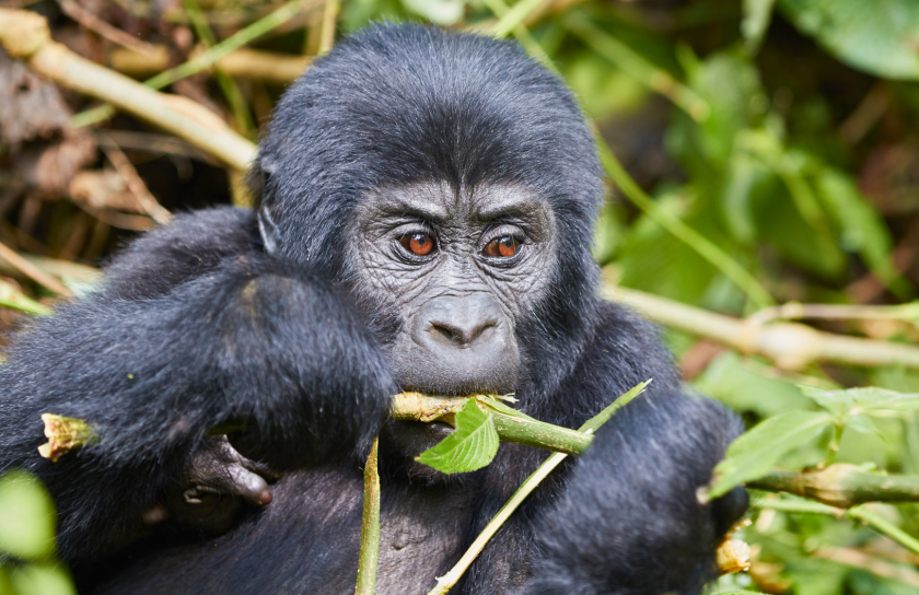 Young gorilla in Bwindi Impenetrable Forest