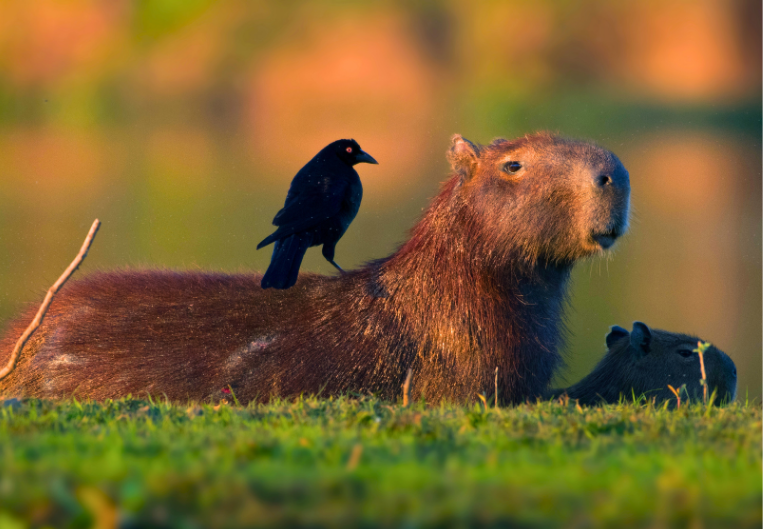 Capybara in Pantanal Brazil
