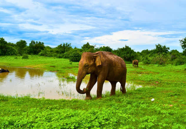 Udawalawe National Park Sri Lanka