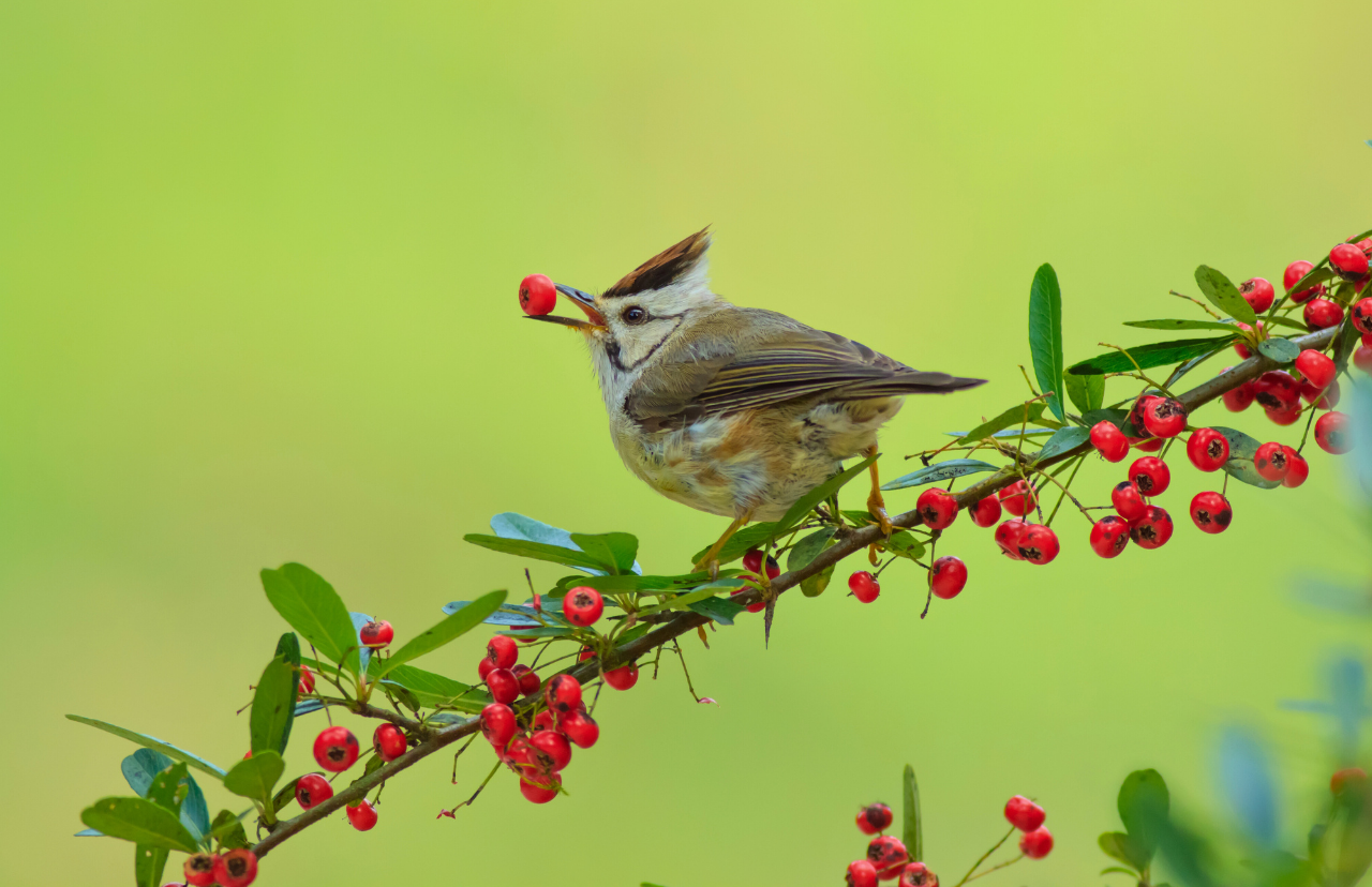 Taiwan Yuhina