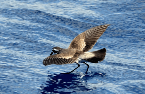 West African Pelagic