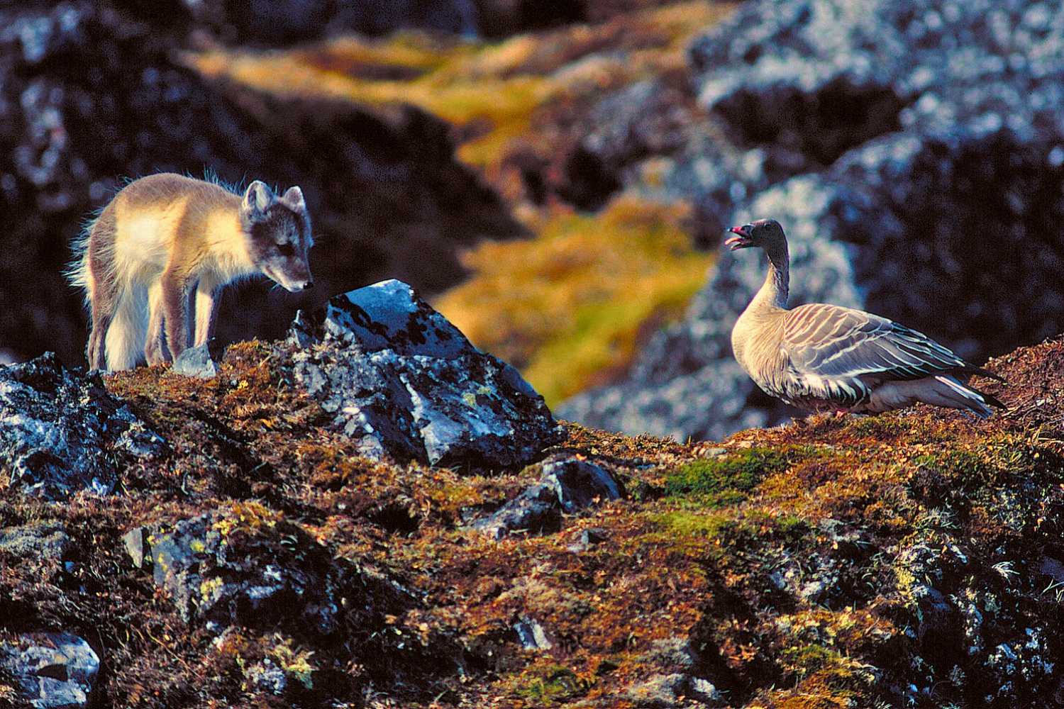 Artic Wildiife Tours