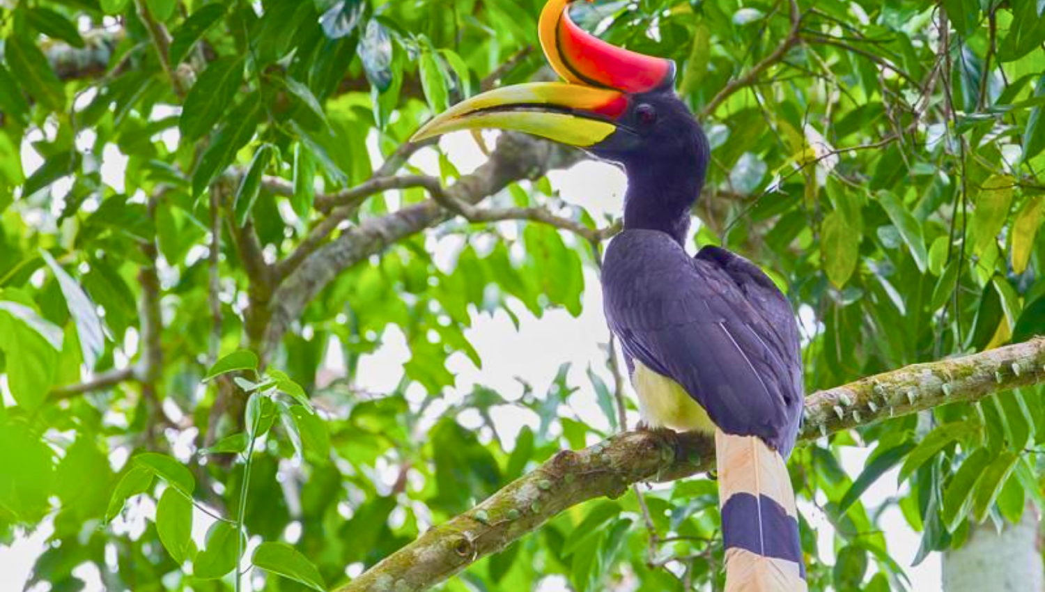 Borneo wildlife tours