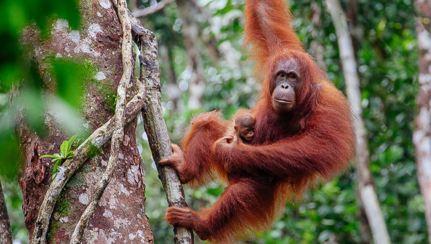 Borneo rainforest travel