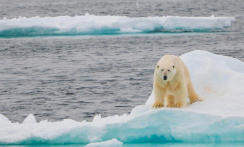 Artic-Wildlife_Tours