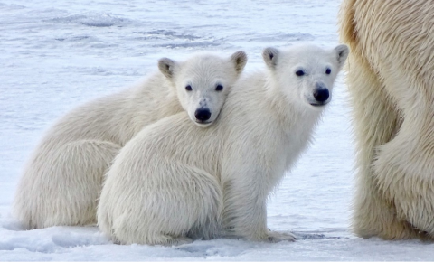 Polar bears