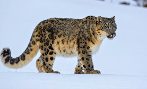 snow leopard, Mongolia