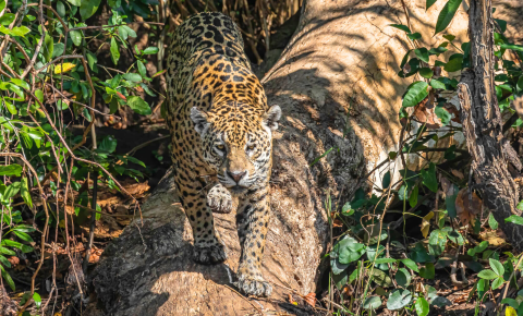 Pantanal Jaguar Tour