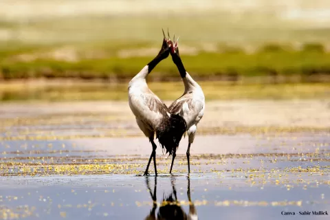 Black-necked crane