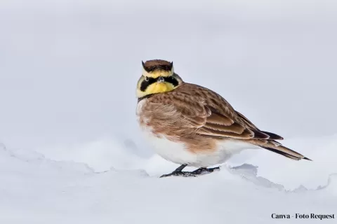 Horned Lark