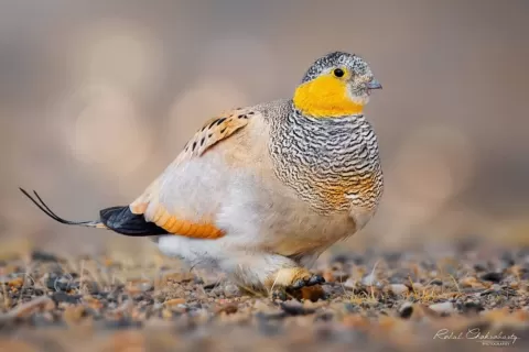 Tibetan Sandgrouse