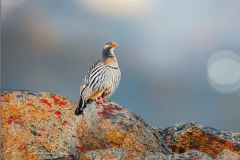 Tibetan snowcock
