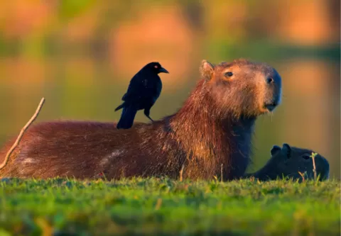 Capybara in Pantanal Brazil