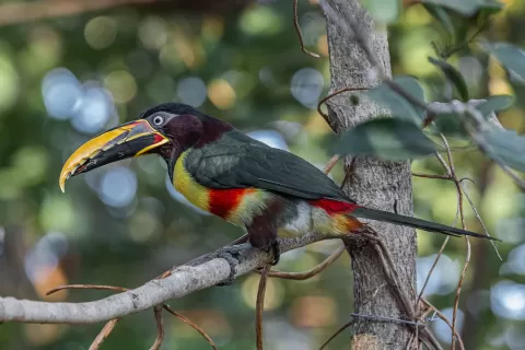 Aracari-Chestnut-eared