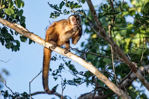  Capuchin-Azara