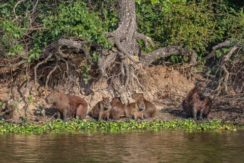 Capybara1