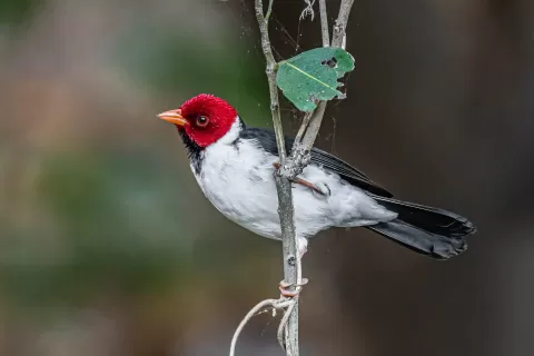  Cardinal-Yellow-billed