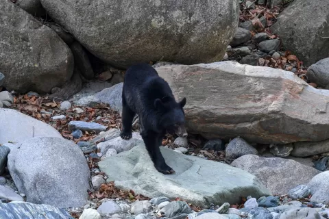  China Wildlife and Culture Exploration