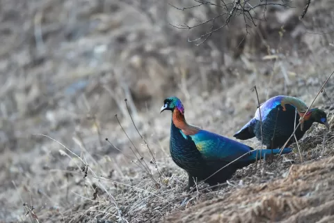 China Wildlife and Culture Exploration