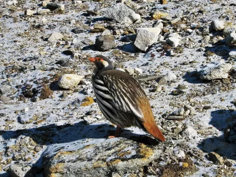  China Wildlife and Culture Exploration