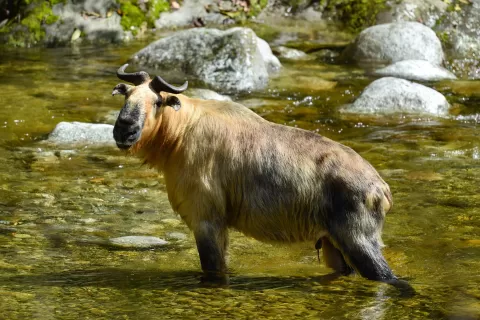  China Wildlife and Culture Exploration