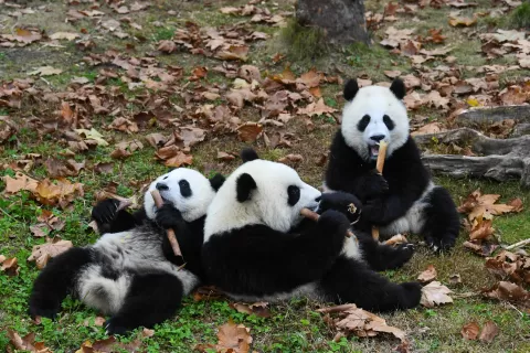  China Wildlife and Culture Exploration