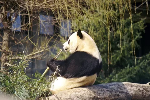  China Wildlife and Culture Exploration