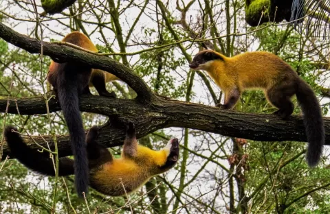  China Wildlife and Culture Exploration