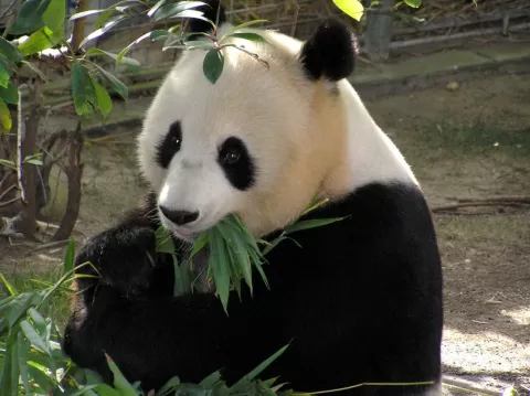  China Wildlife and Culture Exploration