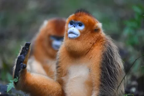  China Wildlife and Culture Exploration