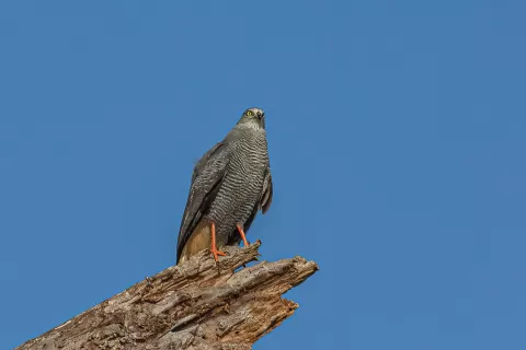 Hawk-Crane