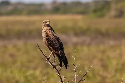 Hawk-Savanna