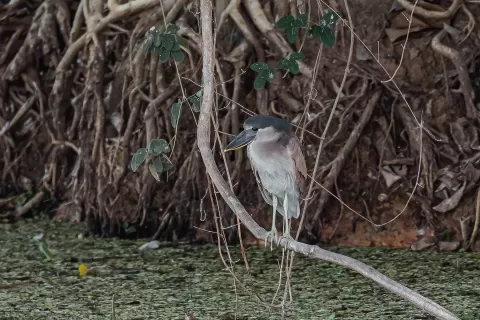  Heron-Boat-billed