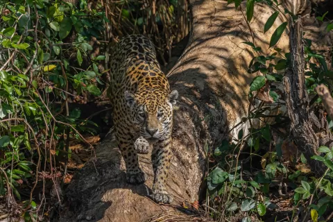  Jaguar