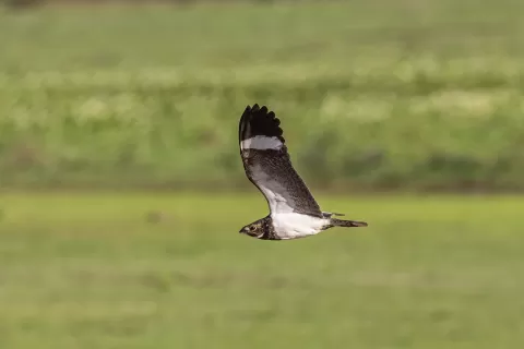Nighthawk-Nacunda1