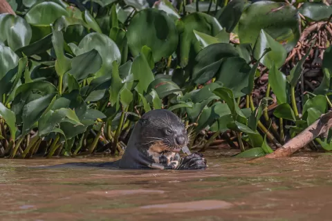 Otter-Giant