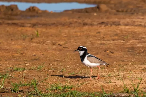  Plover-Pied