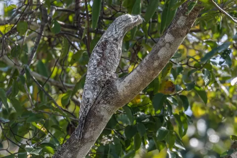  Potoo-Great-female