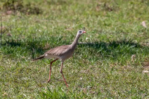  Seriema-Red-legged
