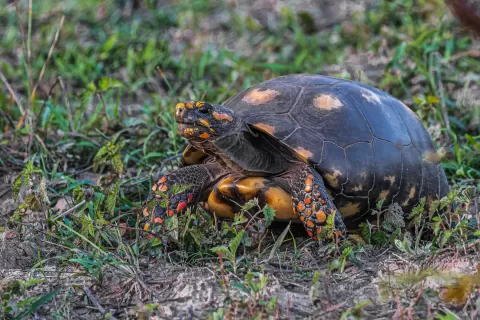  Tortoise-Red-footed