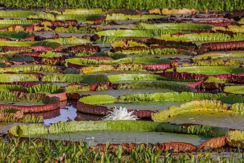  Victoria-amazonica