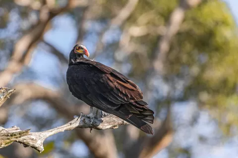  Vulture-Lesser-Yellow-headed