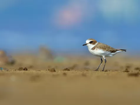Greater Sand Plover