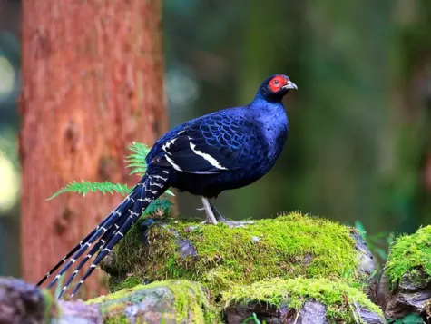 Mikado Pheasant
