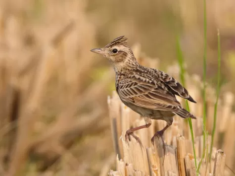Oriental Skylark