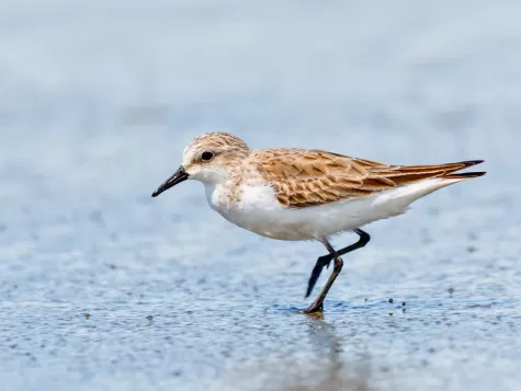  Red-necked Stint