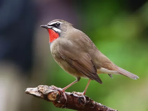 Siberian Rubythroat