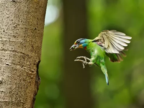 Taiwan Barbet