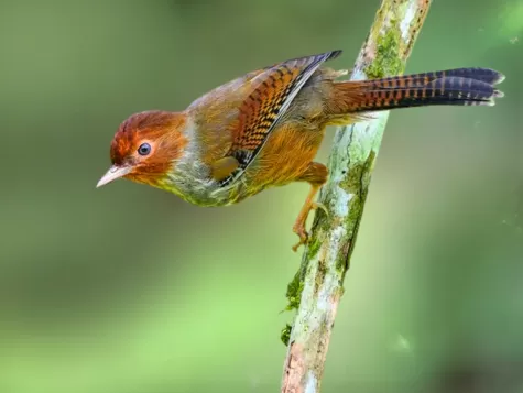 Taiwan Barwing