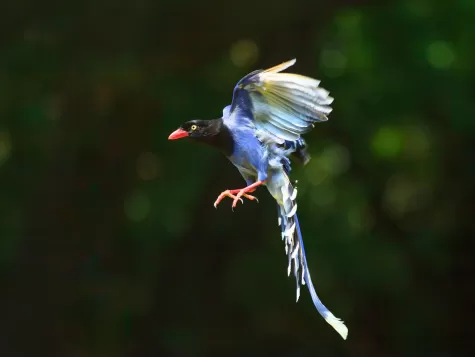  Taiwan Blue-Magpie